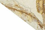 Uncommon Fish Fossil (Mioplosus) - Unusual Preservation #334032-2